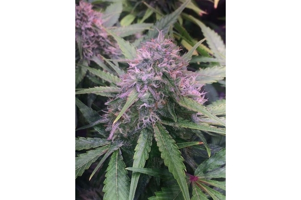 Blue Dream (Zamnesia Seeds) Feminiserede Blue Dream (Zamnesia Seeds) Feminiserede