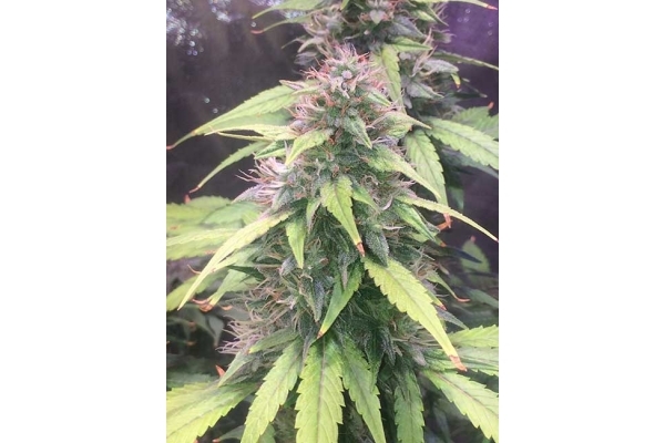 Blue Dream (Zamnesia Seeds) Feminiserede Blue Dream (Zamnesia Seeds) Feminiserede