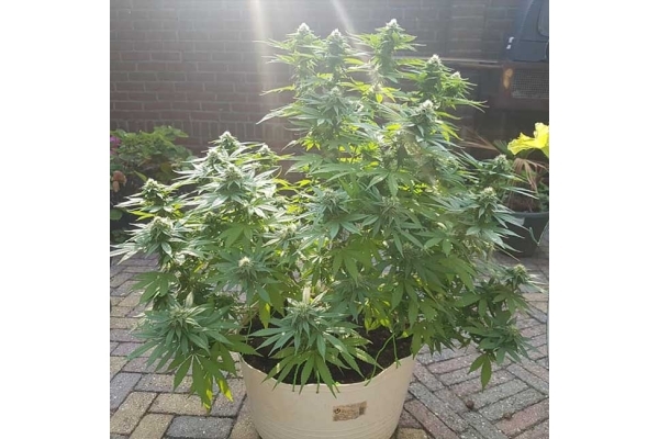 Blue Dream (Zamnesia Seeds) Feminiserede Blue Dream (Zamnesia Seeds) Feminiserede