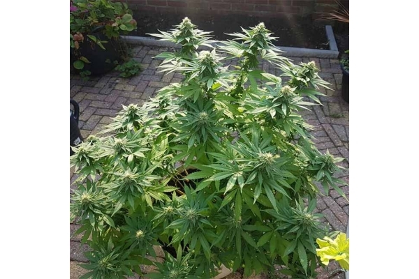 Blue Dream (Zamnesia Seeds) Feminiserede Blue Dream (Zamnesia Seeds) Feminiserede