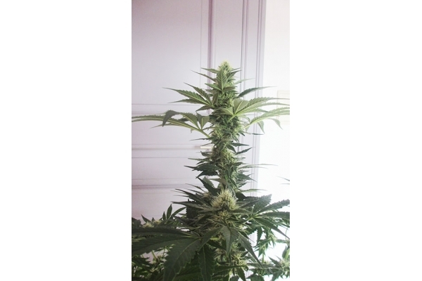 Blue Dream (Zamnesia Seeds) Feminiserede Blue Dream (Zamnesia Seeds) Feminiserede