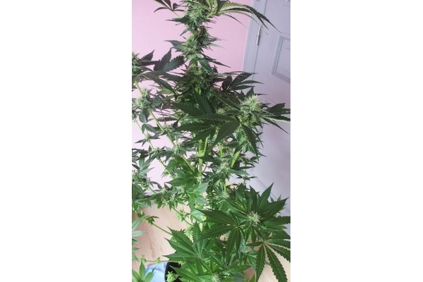 Blue Dream (Zamnesia Seeds) Feminiserede Blue Dream (Zamnesia Seeds) Feminiserede