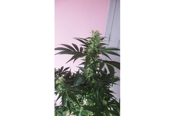 Blue Dream (Zamnesia Seeds) Feminiserede Blue Dream (Zamnesia Seeds) Feminiserede