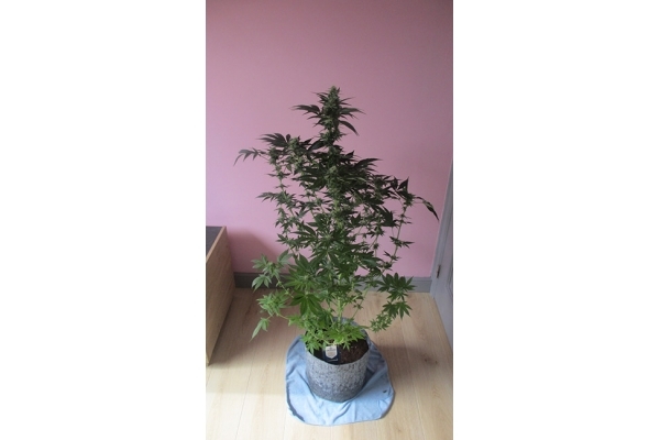 Blue Dream (Zamnesia Seeds) Feminiserede Blue Dream (Zamnesia Seeds) Feminiserede