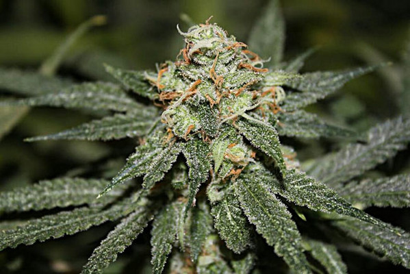 Blue Dream (Zamnesia Seeds) Feminiserede Blue Dream (Zamnesia Seeds) Feminiserede