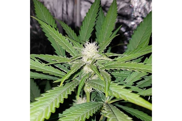 Northern Lights (Zamnesia Seeds) Feminiserede Northern Lights (Zamnesia Seeds) Feminiserede