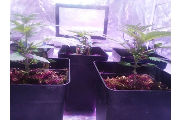 Critical (Zamnesia Seeds) Feminiserede Critical (Zamnesia Seeds) Feminiserede