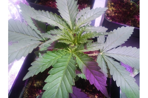 Critical (Zamnesia Seeds) Feminiserede Critical (Zamnesia Seeds) Feminiserede