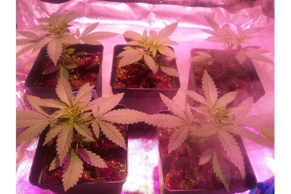 Critical (Zamnesia Seeds) Feminiserede Critical (Zamnesia Seeds) Feminiserede