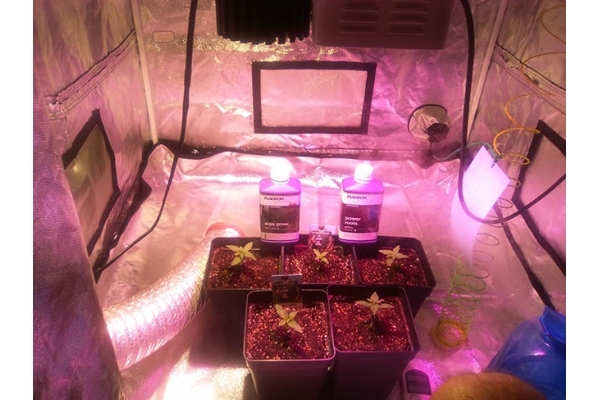 Critical (Zamnesia Seeds) Feminiserede Critical (Zamnesia Seeds) Feminiserede
