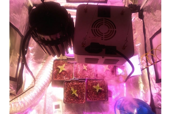 Critical (Zamnesia Seeds) Feminiserede Critical (Zamnesia Seeds) Feminiserede