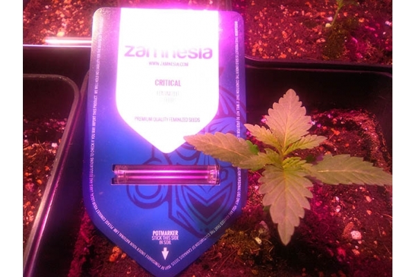 Critical (Zamnesia Seeds) Feminiserede Critical (Zamnesia Seeds) Feminiserede
