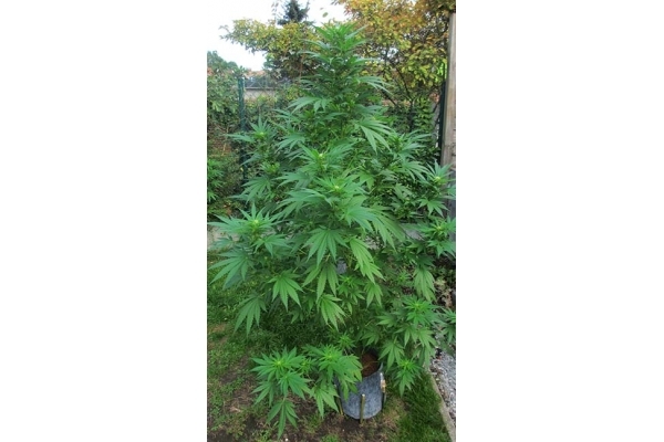 Critical (Zamnesia Seeds) Feminiserede Critical (Zamnesia Seeds) Feminiserede