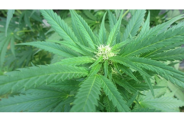 Critical (Zamnesia Seeds) Feminiserede Critical (Zamnesia Seeds) Feminiserede