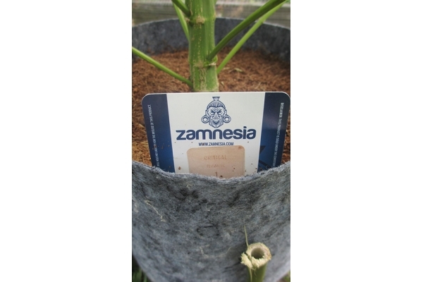 Critical (Zamnesia Seeds) Feminiserede Critical (Zamnesia Seeds) Feminiserede