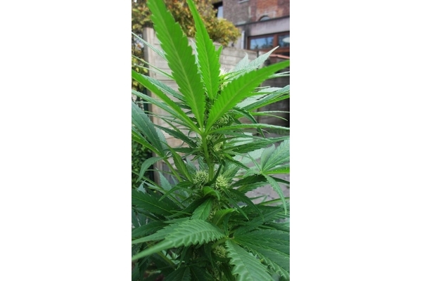 Critical (Zamnesia Seeds) Feminiserede Critical (Zamnesia Seeds) Feminiserede