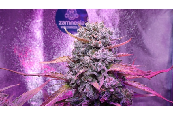 OG Kush (Zamnesia Seeds) Feminiserede OG Kush (Zamnesia Seeds) Feminiserede