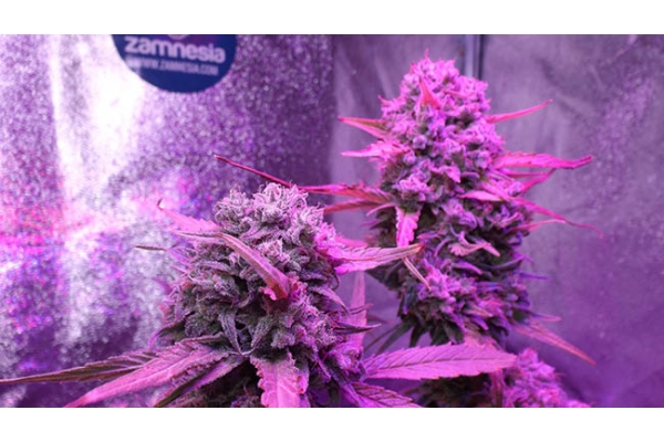 OG Kush (Zamnesia Seeds) Feminiserede OG Kush (Zamnesia Seeds) Feminiserede