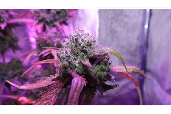 OG Kush (Zamnesia Seeds) Feminiserede OG Kush (Zamnesia Seeds) Feminiserede