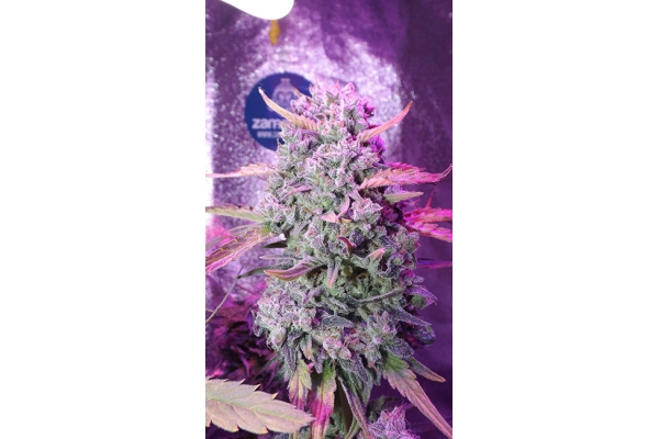 OG Kush (Zamnesia Seeds) Feminiserede OG Kush (Zamnesia Seeds) Feminiserede
