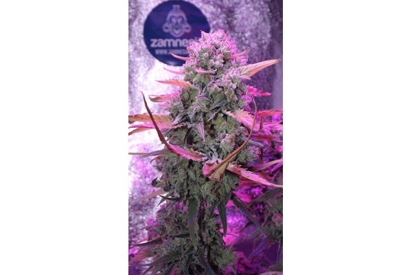 OG Kush (Zamnesia Seeds) Feminiserede OG Kush (Zamnesia Seeds) Feminiserede