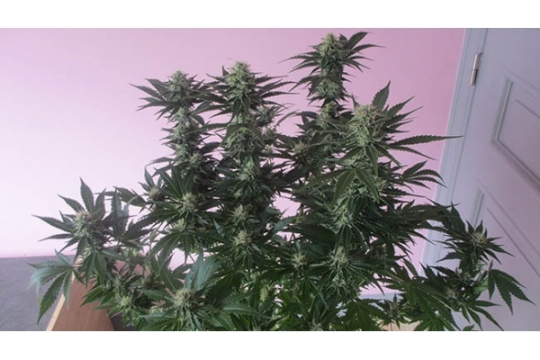 White Widow (Zamnesia Seeds) Feminiserede White Widow (Zamnesia Seeds) Feminiserede