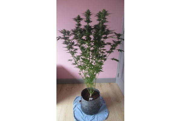 White Widow (Zamnesia Seeds) Feminiserede White Widow (Zamnesia Seeds) Feminiserede