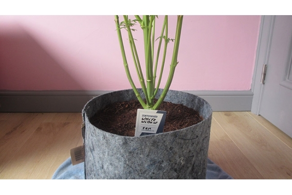 White Widow (Zamnesia Seeds) Feminiserede White Widow (Zamnesia Seeds) Feminiserede