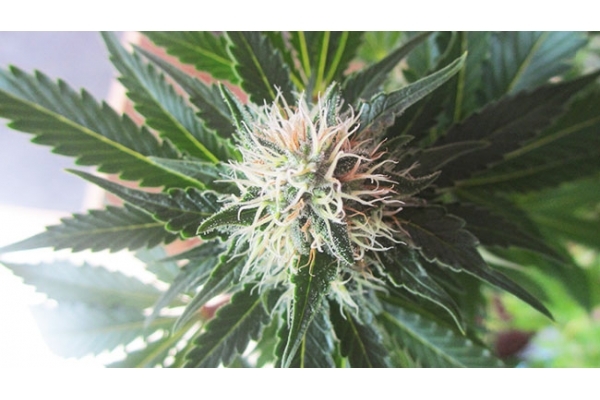 White Widow (Zamnesia Seeds) Feminiserede White Widow (Zamnesia Seeds) Feminiserede
