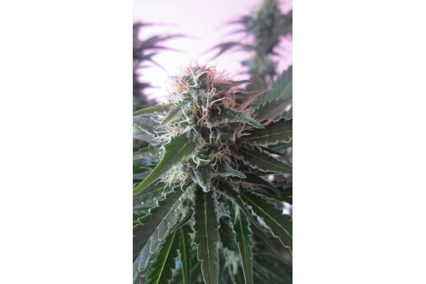 White Widow (Zamnesia Seeds) Feminiserede White Widow (Zamnesia Seeds) Feminiserede