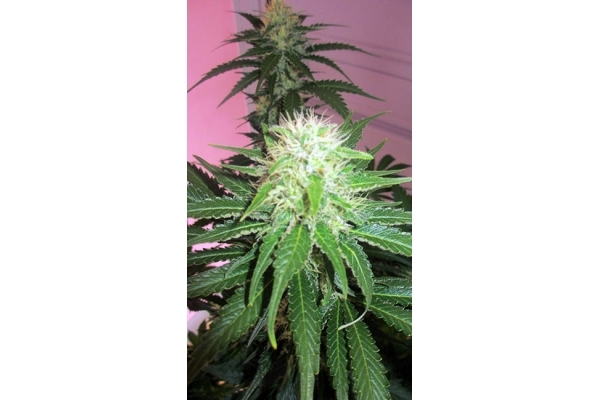 White Widow (Zamnesia Seeds) Feminiserede White Widow (Zamnesia Seeds) Feminiserede