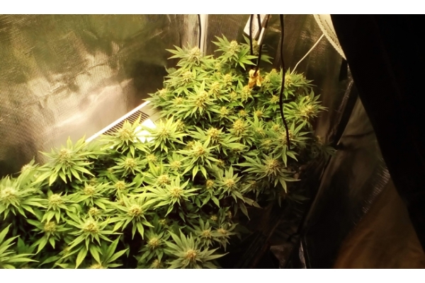 White Widow (Zamnesia Seeds) Feminiserede White Widow (Zamnesia Seeds) Feminiserede