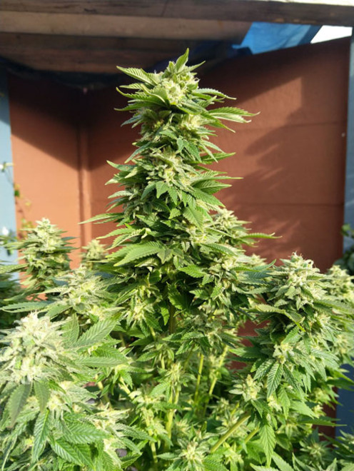 White Widow (Zamnesia Seeds) Feminiserede White Widow (Zamnesia Seeds) Feminiserede