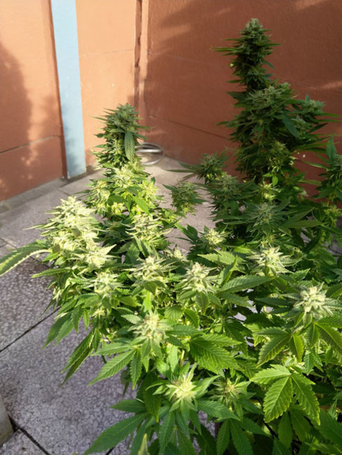 White Widow (Zamnesia Seeds) Feminiserede White Widow (Zamnesia Seeds) Feminiserede