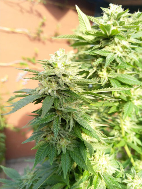 White Widow (Zamnesia Seeds) Feminiserede White Widow (Zamnesia Seeds) Feminiserede