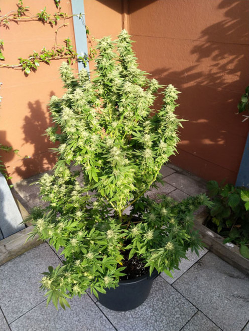 White Widow (Zamnesia Seeds) Feminiserede White Widow (Zamnesia Seeds) Feminiserede