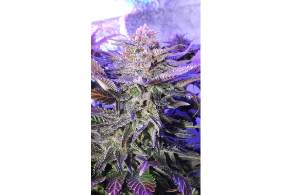 Cheese (Zamnesia Seeds) Feminiserede Cheese (Zamnesia Seeds) Feminiserede