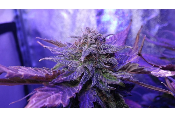 Cheese (Zamnesia Seeds) Feminiserede Cheese (Zamnesia Seeds) Feminiserede