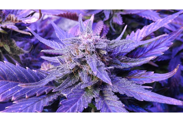 Cheese (Zamnesia Seeds) Feminiserede Cheese (Zamnesia Seeds) Feminiserede