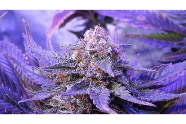 Cheese (Zamnesia Seeds) Feminiserede Cheese (Zamnesia Seeds) Feminiserede