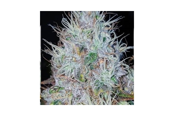 Monster Bud Kush (Zamnesia Seeds) Feminiserede Monster Bud Kush (Zamnesia Seeds) Feminiserede