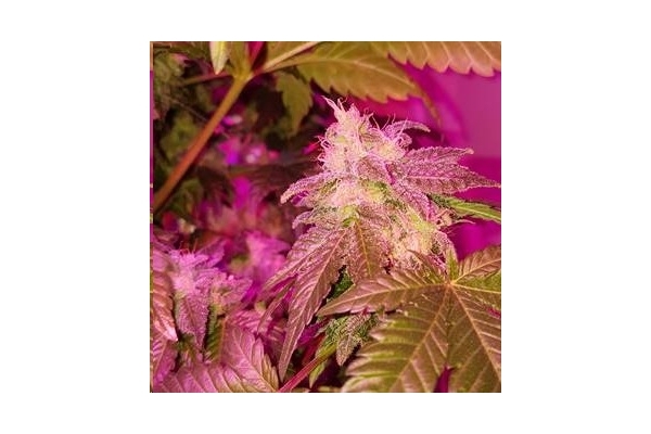 Monster Bud Kush (Zamnesia Seeds) Feminiserede Monster Bud Kush (Zamnesia Seeds) Feminiserede