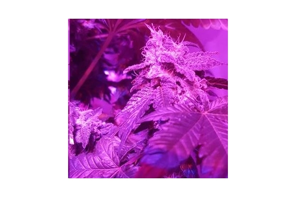 Monster Bud Kush (Zamnesia Seeds) Feminiserede Monster Bud Kush (Zamnesia Seeds) Feminiserede