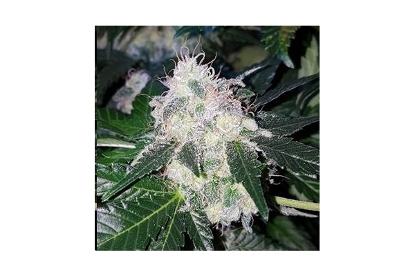 Monster Bud Kush (Zamnesia Seeds) Feminiserede Monster Bud Kush (Zamnesia Seeds) Feminiserede