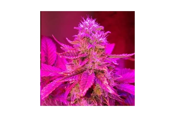 Monster Bud Kush (Zamnesia Seeds) Feminiserede Monster Bud Kush (Zamnesia Seeds) Feminiserede