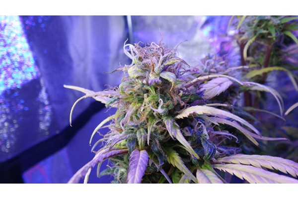 Monster Bud Kush (Zamnesia Seeds) Feminiserede Monster Bud Kush (Zamnesia Seeds) Feminiserede