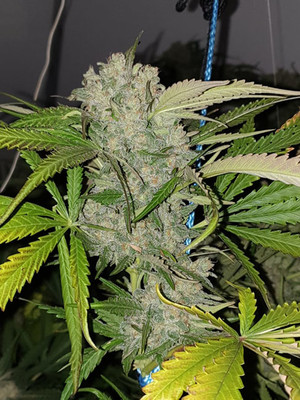 Monster Bud Kush (Zamnesia Seeds) Feminiserede Monster Bud Kush (Zamnesia Seeds) Feminiserede