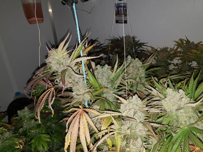Monster Bud Kush (Zamnesia Seeds) Feminiserede Monster Bud Kush (Zamnesia Seeds) Feminiserede