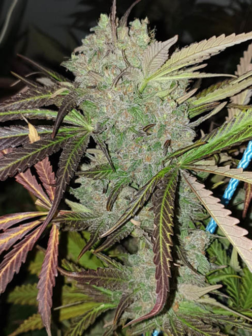 Monster Bud Kush (Zamnesia Seeds) Feminiserede Monster Bud Kush (Zamnesia Seeds) Feminiserede