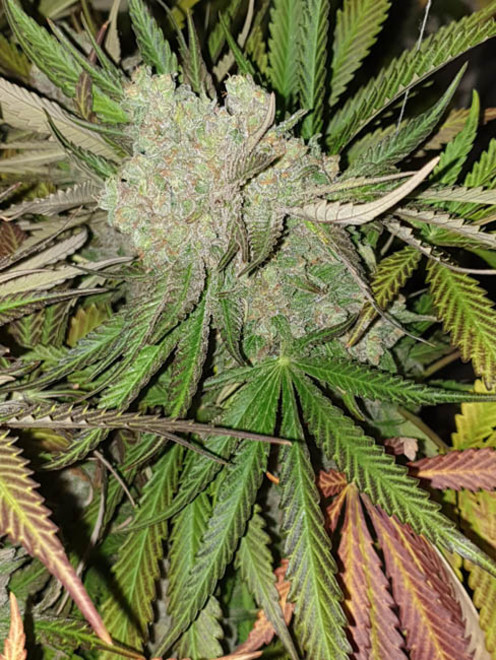 Monster Bud Kush (Zamnesia Seeds) Feminiserede Monster Bud Kush (Zamnesia Seeds) Feminiserede